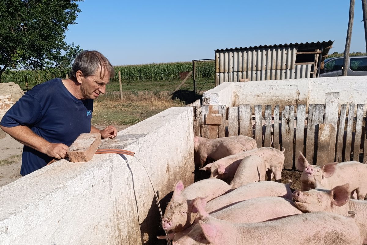 Tolnában egy év alatt kmajd minden hetedik állat eltűnt a sertésállomány statisztikájából. A képen egy sertéstartó a szabad ól előtt egy betonkerítésre tá,maszkodik, a szabadtéri ólban disznók, éppen vizet tölt egy slagból a vájúba az állatartó, rajta kék póló